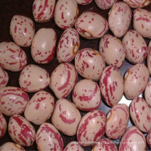 Long Shape Light Speckled Kidney Beans